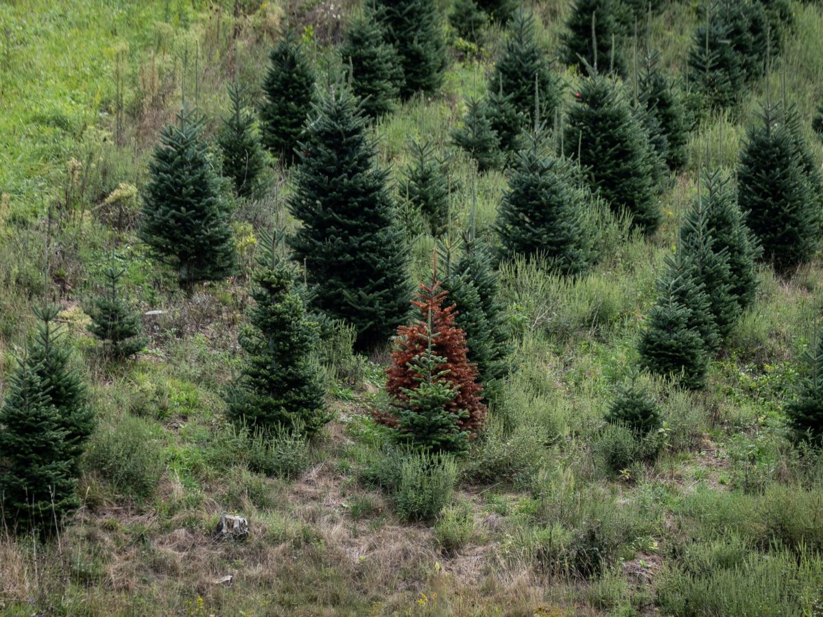 The Race to Save America’s Favorite Christmas Tree