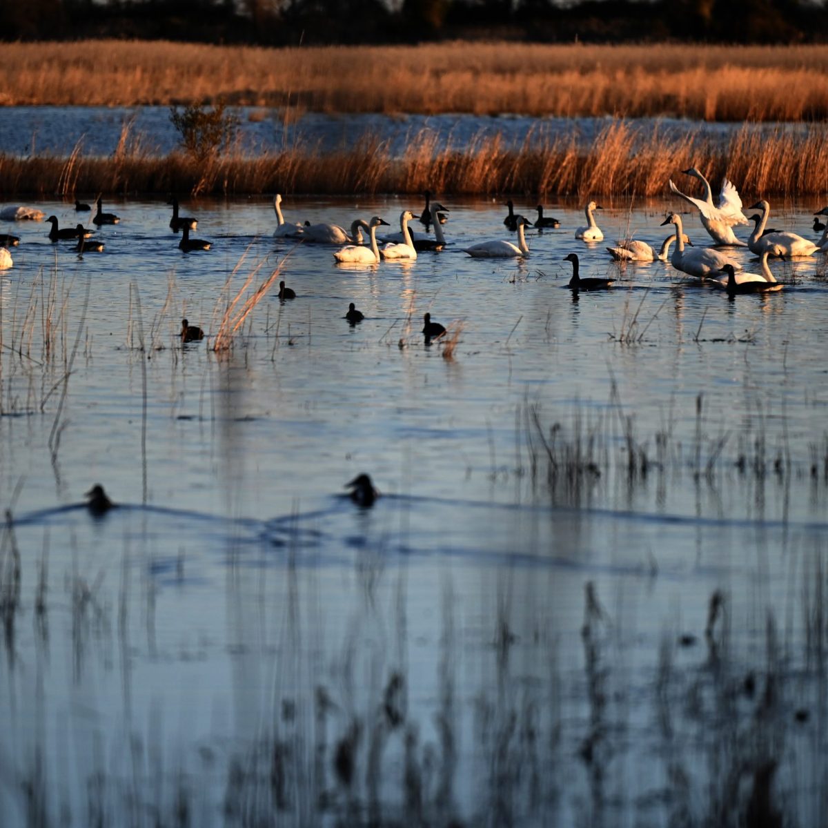Can Lake Mattamuskeet Be Saved?