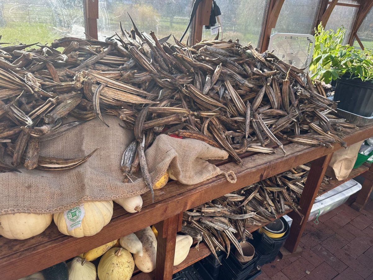 dried okra pods