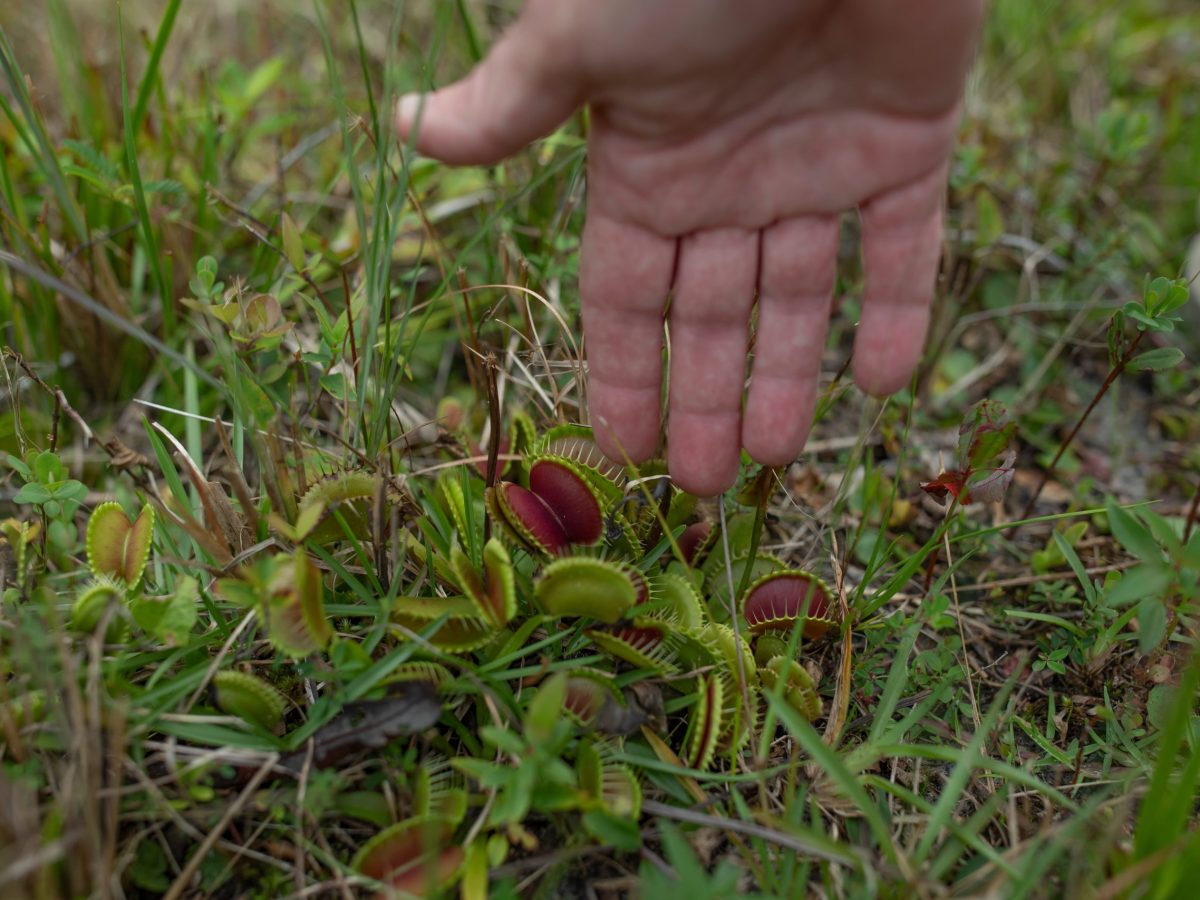 A Homegrown Plant With a Taste For Blood Gets New Life
