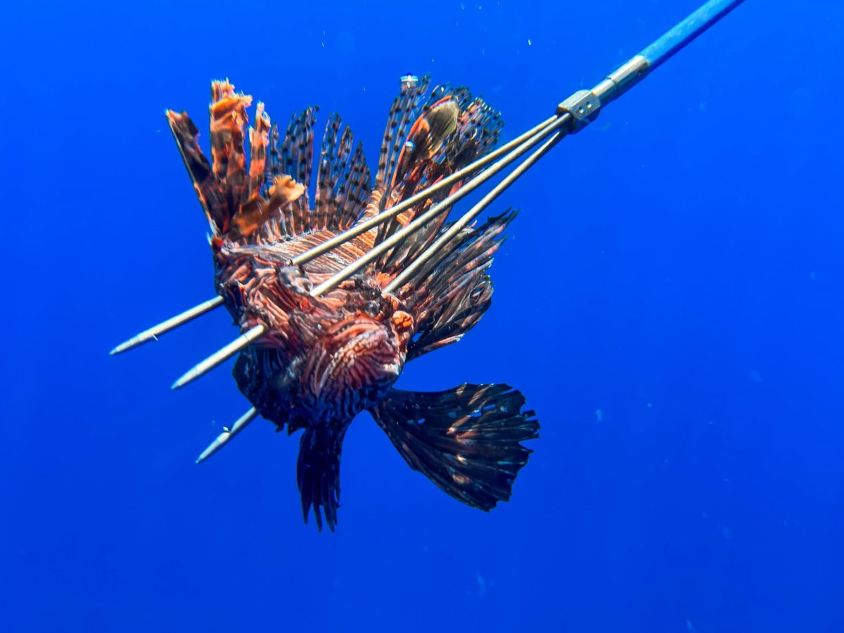 Lionfish: Invasive and Delicious