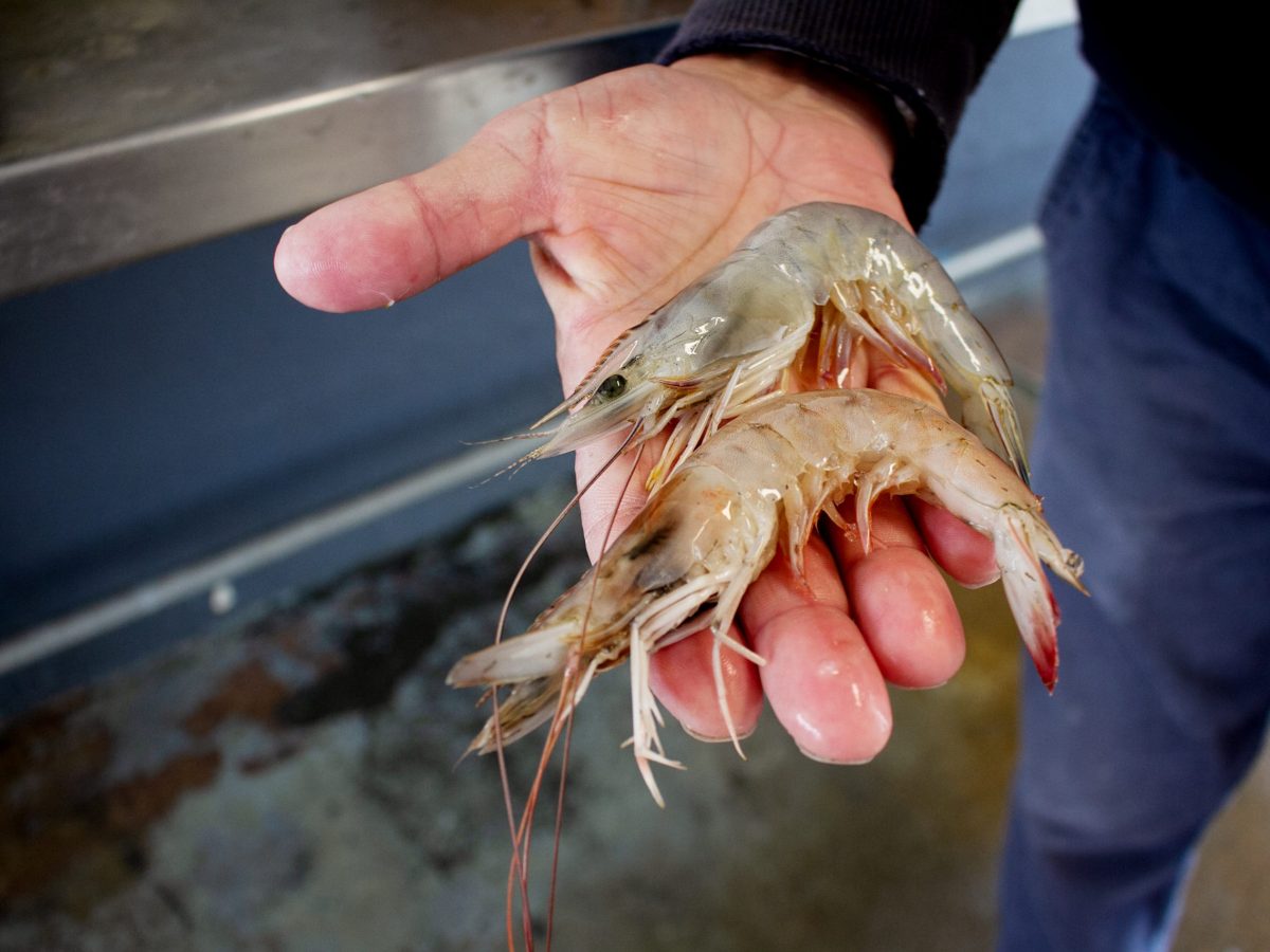 Some N.C. Businesses Are Actually Happy About Tariffs